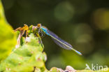 Small Red-eyed damselfly (Erythromma viridulum)