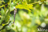 Paardenbijter (Aeshna mixta)