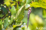 Paardenbijter (Aeshna mixta)