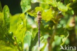 Paardenbijter (Aeshna mixta)