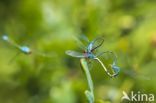 Houtpantserjuffer (Lestes viridis)