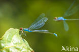 Green Emerald Damselfly (Lestes viridis)