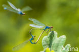 Green Emerald Damselfly (Lestes viridis)