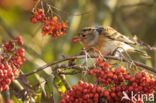 Brambling (Fringilla montifringilla)