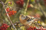 Brambling (Fringilla montifringilla)