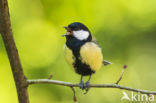 Great Tit (Parus major)