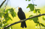 Merel (Turdus merula)