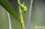 Grote groene sabelsprinkhaan (Tettigonia viridissima)