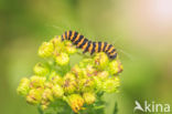 The Cinnabar (Tyria jacobaeae)