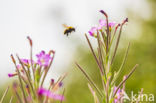 Europese Honingbij (Apis mellifera mellifera)