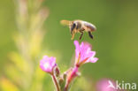 honey bee (Apis mellifera mellifera)