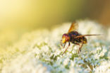 giant hoverfly (Volucella zonaria)