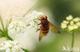 giant hoverfly (Volucella zonaria)