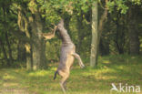 Fallow Deer (Dama dama)