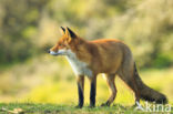 Fox (Vulpes vulpes)