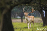 Fallow Deer (Dama dama)