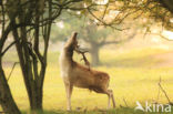 Fallow Deer (Dama dama)