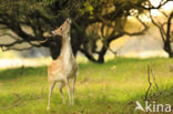 Fallow Deer (Dama dama)