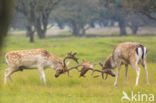 Fallow Deer (Dama dama)