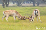 Fallow Deer (Dama dama)