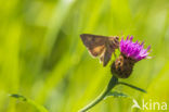 Silver Y (Autographa gamma)