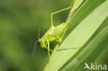 Great Green Bush-cricket (Tettigonia viridissima)