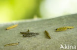 Vogelkersstippelmot (Yponomeuta evonymella)