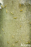 Vogelkersstippelmot (Yponomeuta evonymella)