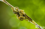 Vogelkersstippelmot (Yponomeuta evonymella)