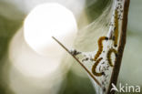 Vogelkersstippelmot (Yponomeuta evonymella)