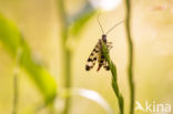 common scorpion fly (Panorpa communis)