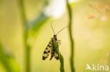 common scorpion fly (Panorpa communis)