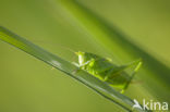 Great Green Bush-cricket (Tettigonia viridissima)