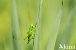 Great Green Bush-cricket (Tettigonia viridissima)