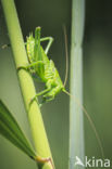 Grote groene sabelsprinkhaan (Tettigonia viridissima)