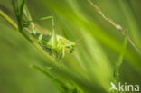 Great Green Bush-cricket (Tettigonia viridissima)