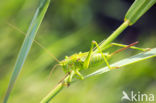 Grote groene sabelsprinkhaan (Tettigonia viridissima)