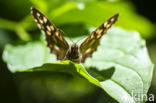 Speckled Wood (Pararge aegeria)