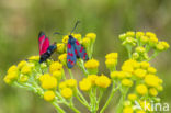 Six-spot Burnet (Zygaena filipendulae)