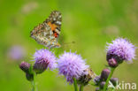 Distelvlinder (Vanessa cardui)