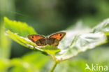 Meadow Brown (Maniola jurtina)