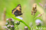 Small Tortoiseshell (Aglais urticae)