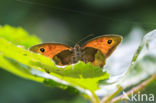 Meadow Brown (Maniola jurtina)