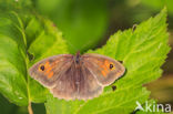 Meadow Brown (Maniola jurtina)