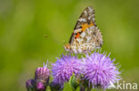 Distelvlinder (Vanessa cardui)