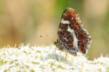 Landkaartje (Araschnia levana)