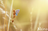 Common Blue (Polyommatus icarus)