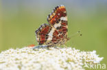 Map Butterfly (Araschnia levana)