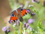 Peacock (Inachis io)