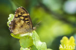 Speckled Wood (Pararge aegeria)